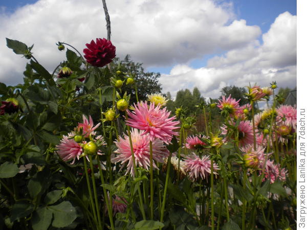 А на участке справа пока разместились георгины.