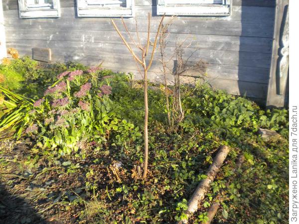 Вот таким его увидел муж  после моей стрижки осенью 2016. Он сказал, что кустик не выживет. Посмотрим.