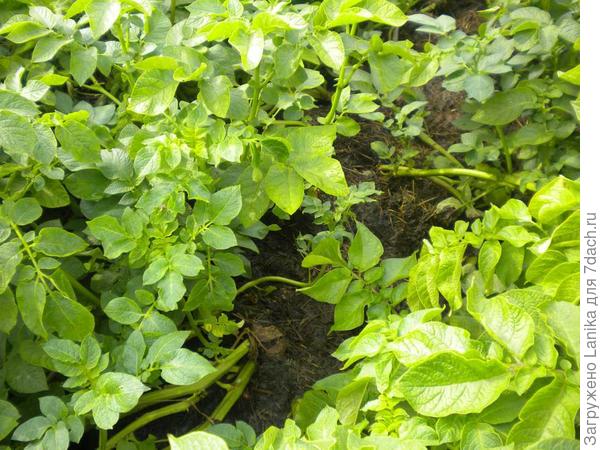 Между стеблями ботвы видно сено...