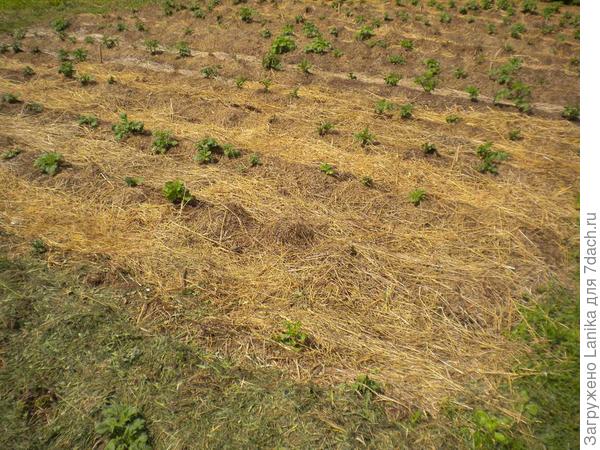 2 года картошку сажаем под сено, способ посадки немного отличается способа Makta.