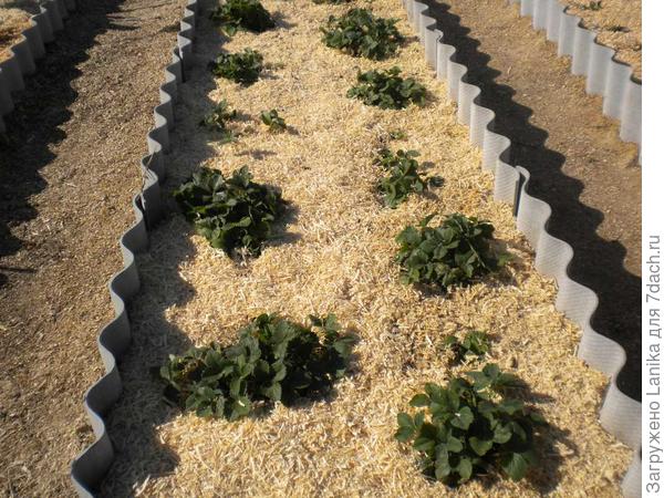 Земляника крупноплодная, весна, уже замульчировала. Соломы не хватило, опилками.