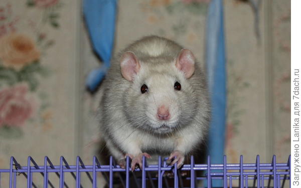 Крис был первым. Сын купил, чтобы невестка привыкла. А то боялась до обмороков.