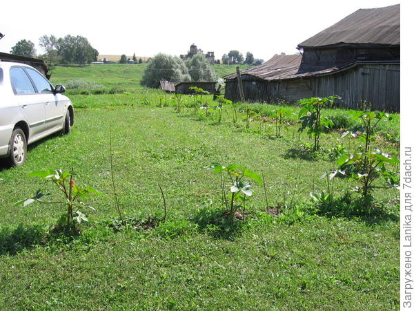 Все наши 20 соток свободной земли вокруг дома и перед огородом приходится постоянно выкашивать...