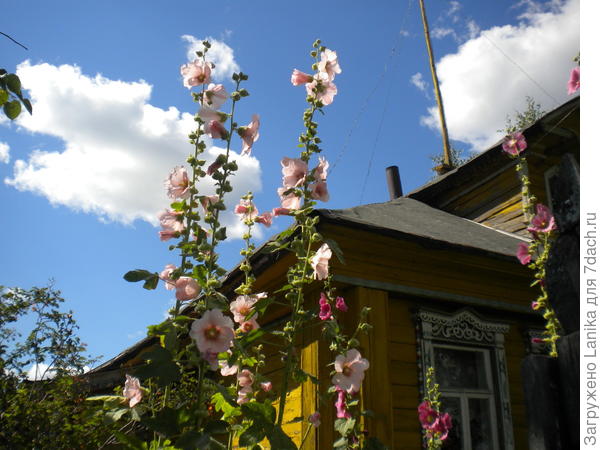 Домик летом.