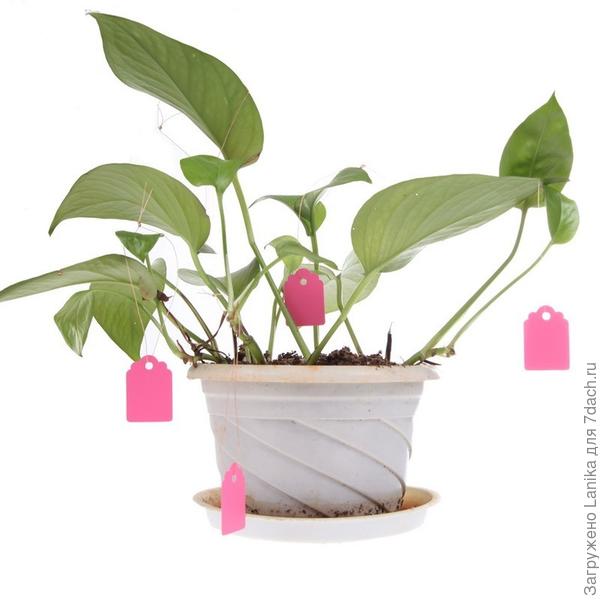 Своих фото пока нет, это с сайта &quot;Алиэкспресс&quot;.