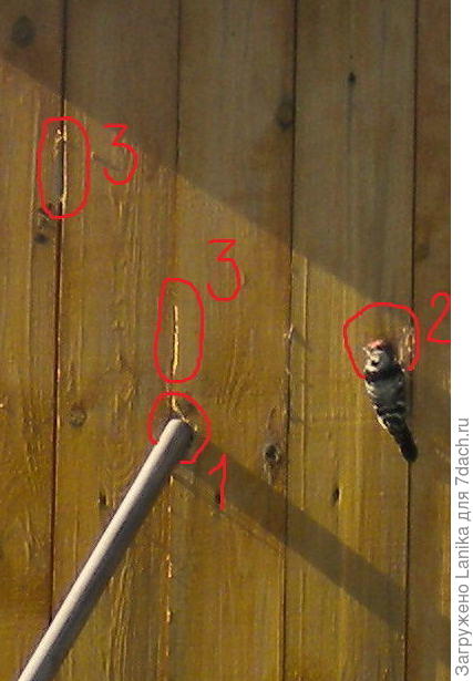 Дырка №1 - здесь дятел продолбил наружную обшивку до утеплителя-пенопласта и безжалостно потрепал этот утеплитель. Дырка №2 - то, над чем старательно работает птичка в момент съемки.