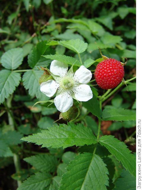 Еще одно название - малина тибетская.