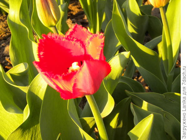 Нет, не похожи...