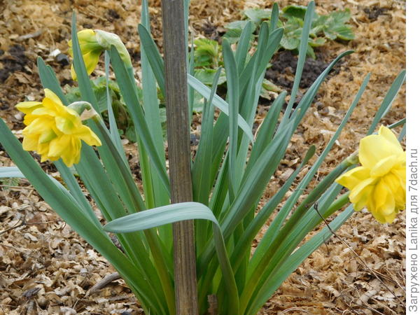 Пока на грядке с земляникой.