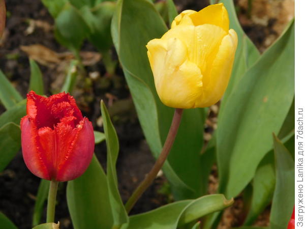 С трудом выжившие тюльпаны - позапрошлой осенью из-за работы не смогла высадить сотни две луковок. Зимовали на лоджии, к весне дали ростки и засохли. Весной просто высыпала засохшие луковицы в траншейку, они даже не взошли. А вот через год взошли, низенькие, мелкие, кривенькие... Не все, конечно, но я и этому рада.