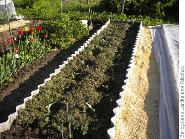 Только что высаженная капуста замульчирована свежескошенной травкой.