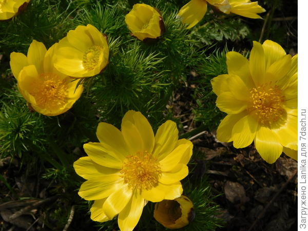 Вот тут поближе...