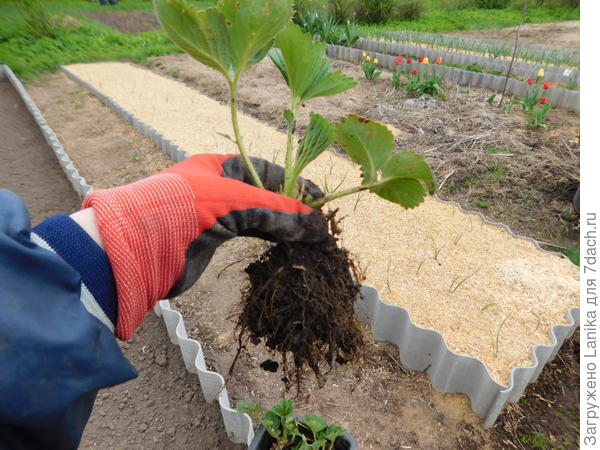 Вот такие крепенькие усы...