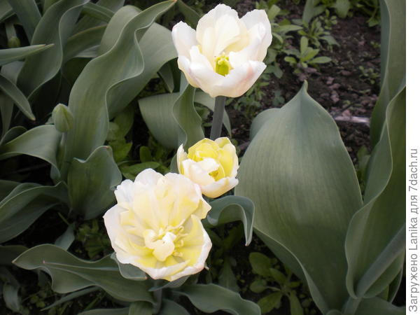 Вот эти особенно жалко.