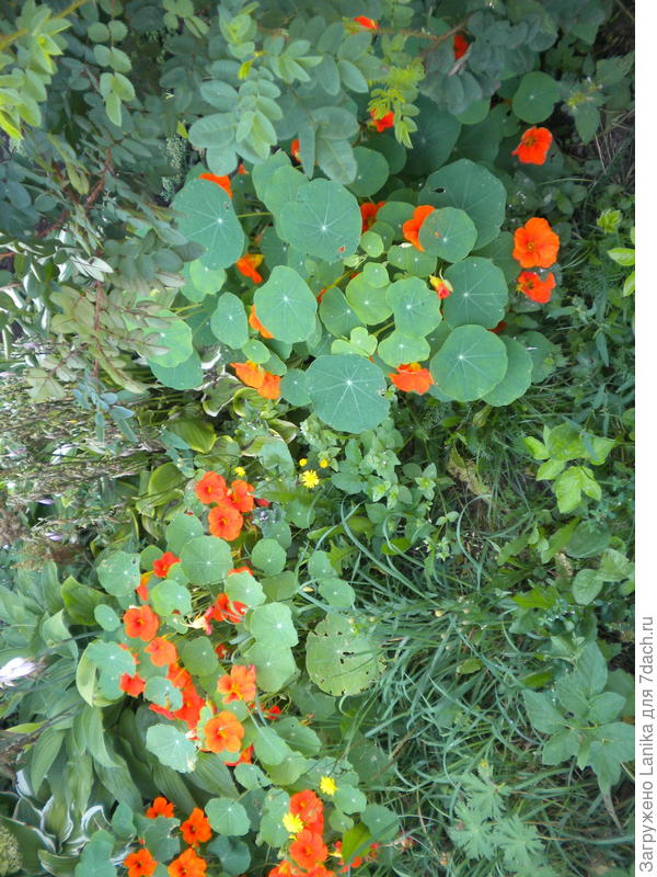 А это кустовая.