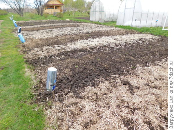 Светлые участки - это как раз остатки горчицы. Это не мульча, это кошачьи слезы. Но после заделки плоскорезом в землю послужит улучшению структуры почвы.