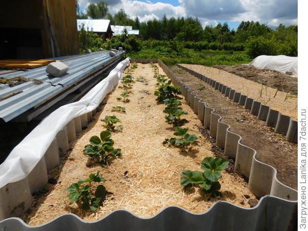 Новая грядка ремонтантной крупноплодной земляники.