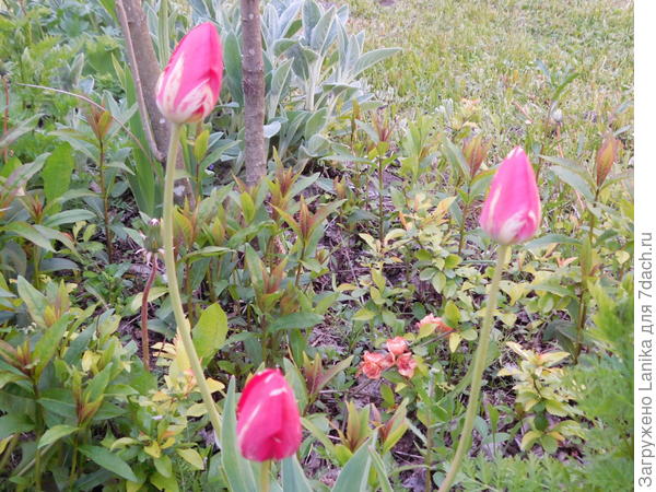 Тюльпаны, нарцисы - да, цветут... А все остальное еще с покрасневшими носами.