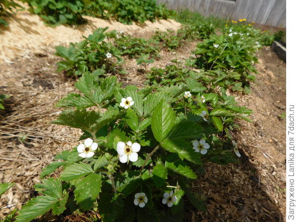 Это кустики старой земляники. Только цвет прихватило.      От холода ничего не растет.