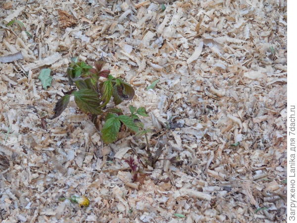 Прихватило листочки у всходов ремонтантной малины.