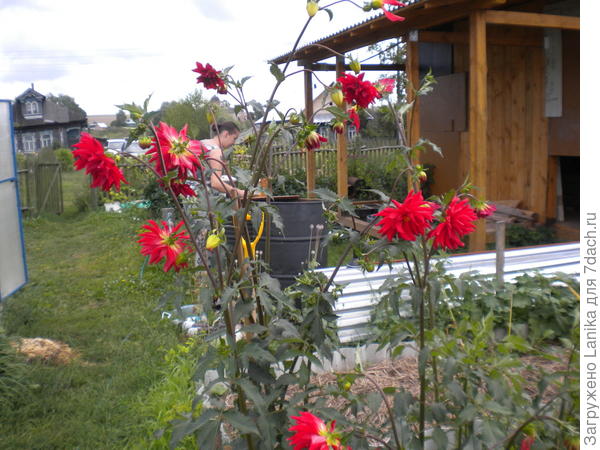 В огороде осталось небольшое количество цветов в зоне отдыха (виден хозблок с недостроенной верандой для отдыха во время работы)