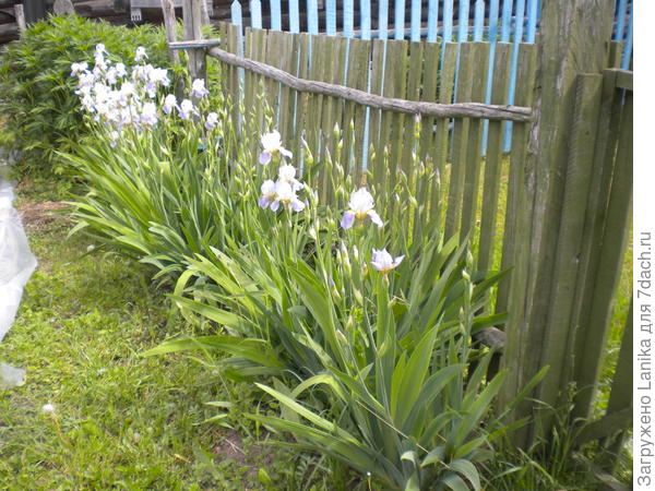 Ирисы у калитки