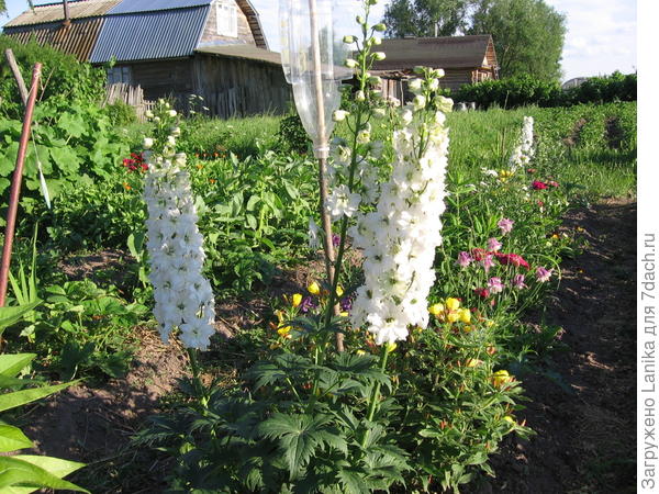 Дельфиниум &amp;quot;Хрустальный фонтан&amp;quot;, выращенный из семян.