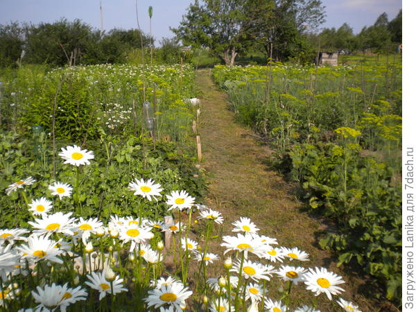 Огород, на заднем плане сад, ширина участка 16 м, длина около 70 м.
