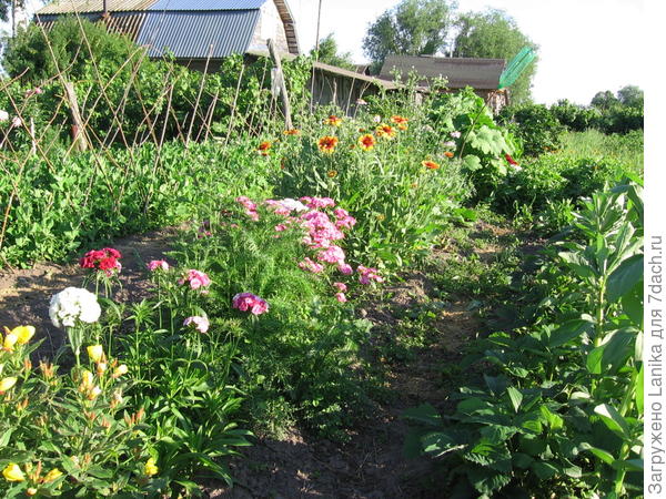 Вначале цветы &amp;quot;на развод&amp;quot; высаживала в грядки.