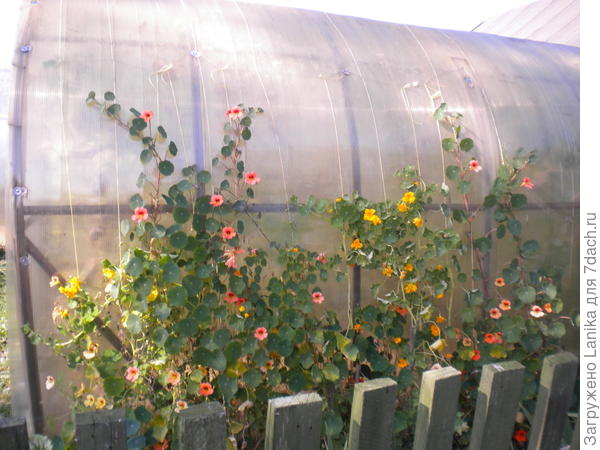 Тепличка рядом с калиткой