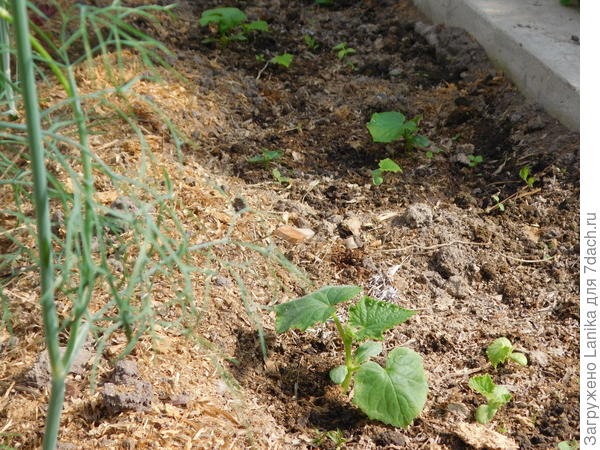 Огурцы, повторно посеянные в начале июня. Фото от 15 июля 2017 года. (Обычно мы первые огурцы пробовали в середине июня).