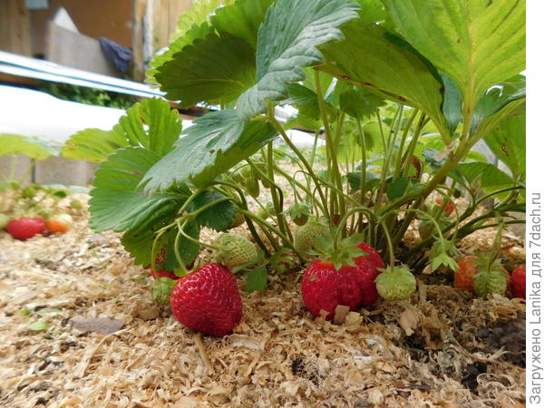 Новая грядка.