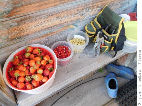 Единственная ягода в это лето, и то - 50% сгнивает, 20% съедают улитки...