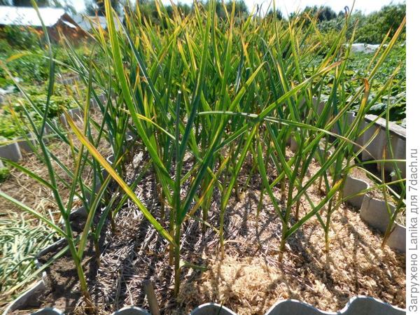 После посадки чеснок укрываем соломой. В прошлую осень соломы не хватило, местами укрыли опилками. Разницы не заметили, чеснок одинаковый.