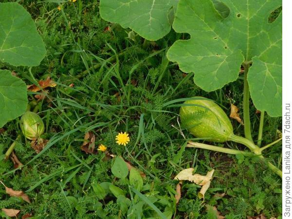 Самая большая чуть больше яблока.