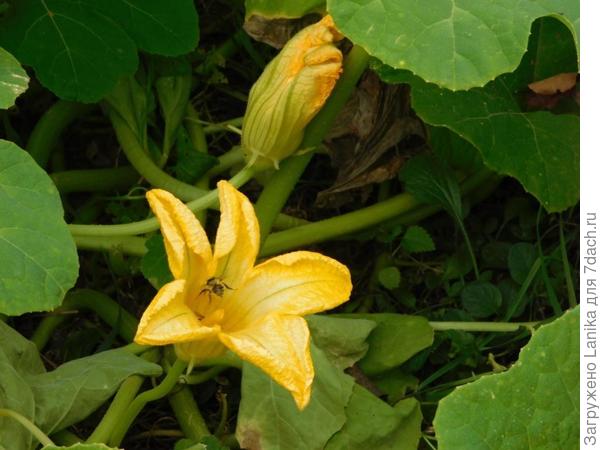 Ейный цветочек.