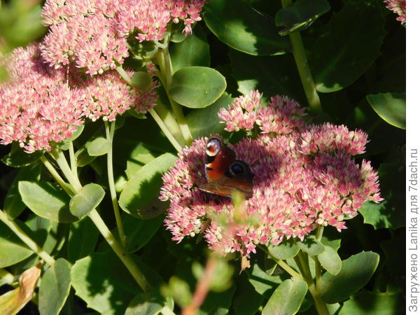 Осенние цветы в подарок.