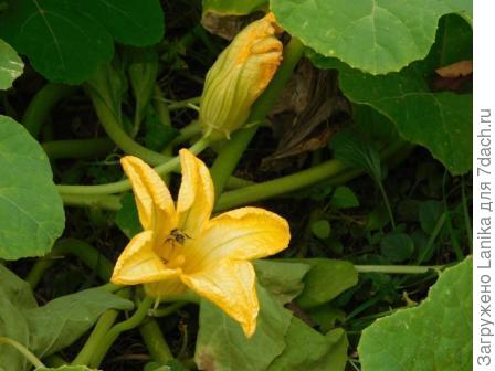 Цвет тыквы фиголистной.