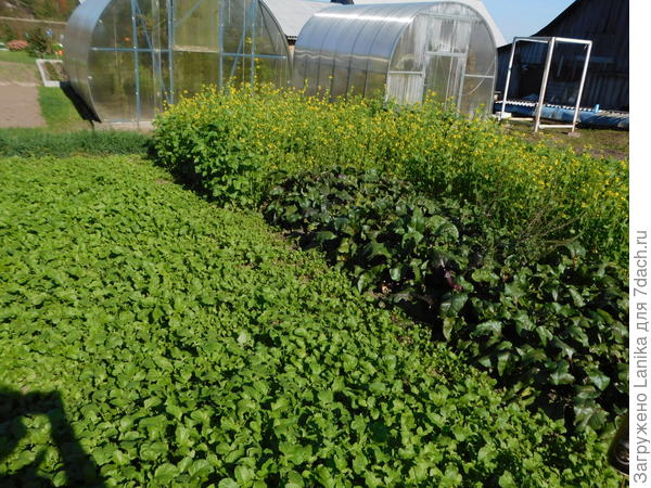 Тоже люблю горчицу белую.