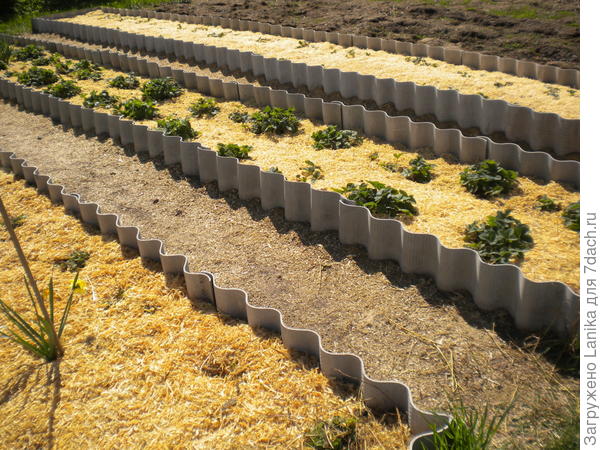 Шиферные грядки, а между - опилки...