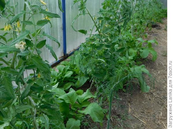 Видно рукколу, росшую вдоль фундамента и между кустов томатов.