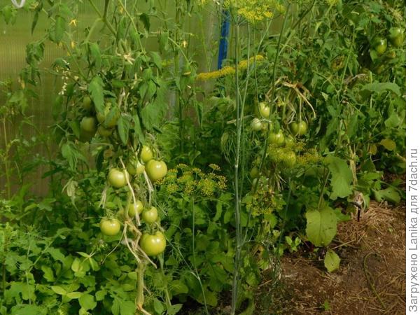 Здесь руккола уже догоняет кусты...