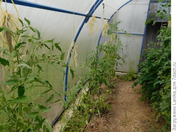 Травку я повыдергивала, но спасти томаты в этом ряду уже не удалось. Справа было получше, но такого плохого урожая томатов у нас еще не было. Правда, и лето было бяковское.