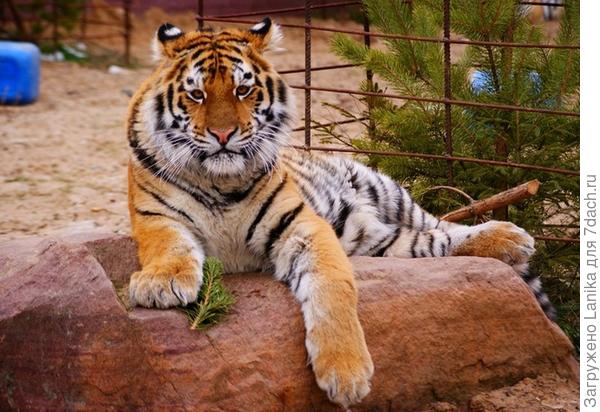 Какой красавец!