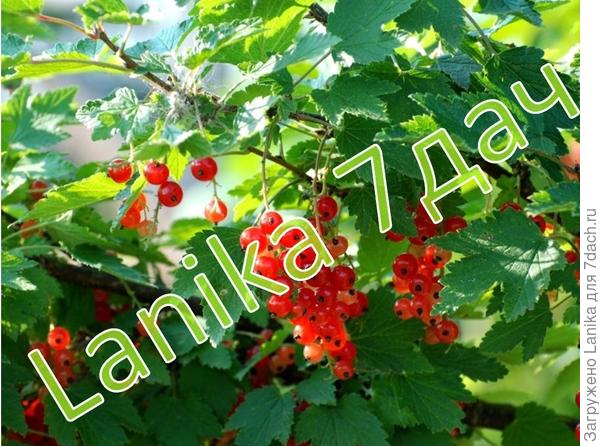 Вот так вот испортить фото, но это не для фотоконкурса...