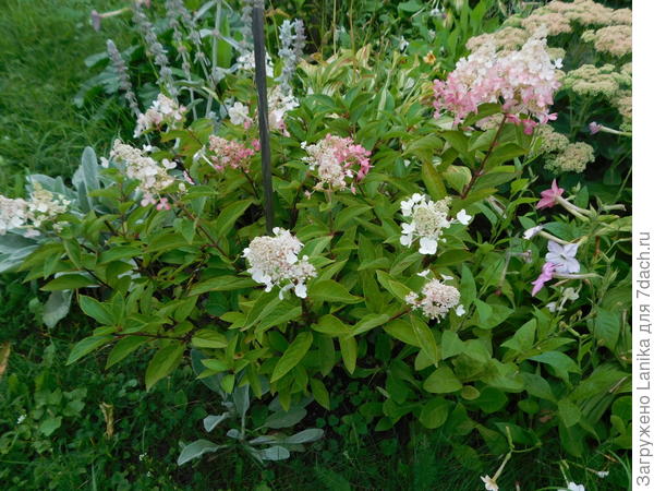 Понимаю, что метельчатая...