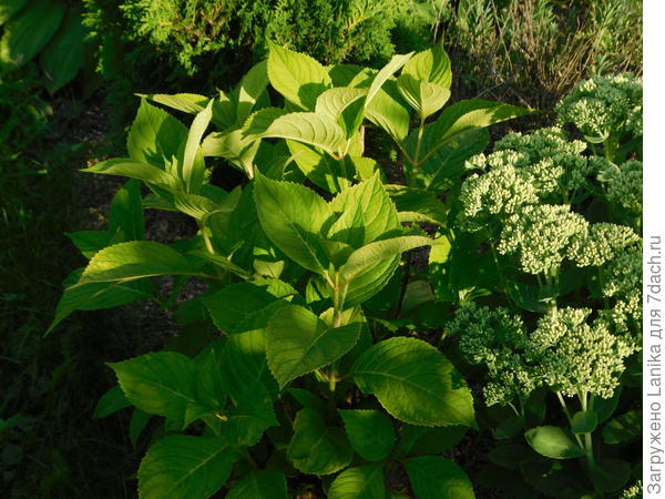 Так кустик выглядел в августе этого года.