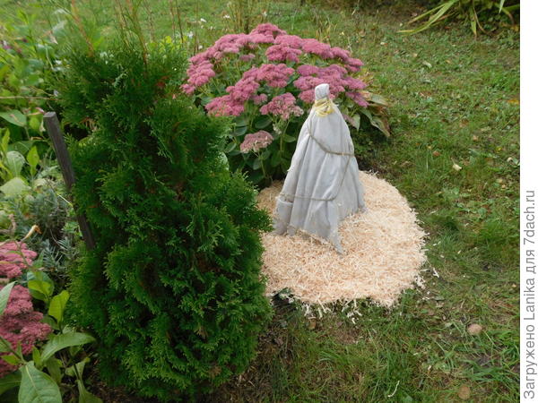 Первая попытка укрыть гортензию в этом, 2017 году. Веточки связала и закрыла спанбондом в 2 слоя. Листочки оборвала.