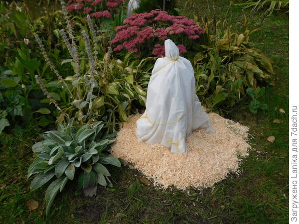 Заодно так же укутала и метельчатую, про которую я у тебя уже спрашивала. А теперь я уже знаю, что ее укрывать не обязательно.