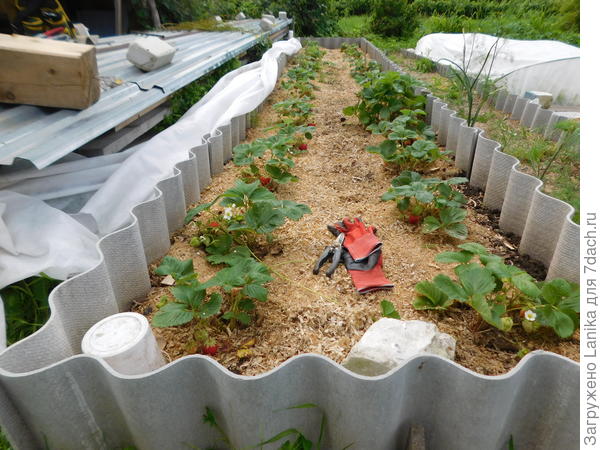 5 грядок... Это ремонтантные сорта в начале лета 2017.